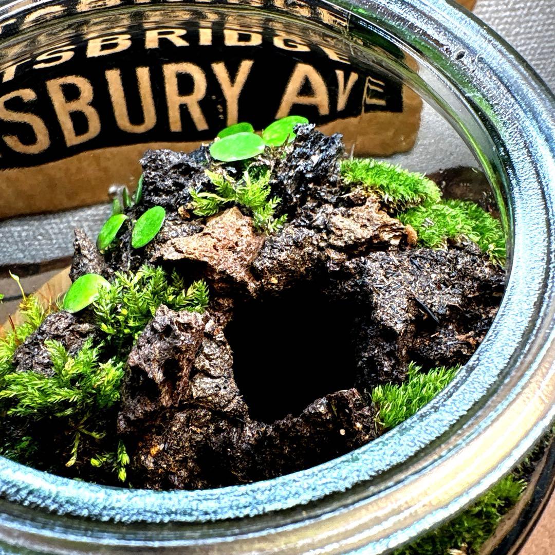 ❣️苔アート❣️洞窟天穴❣️完成品❣️送料込み❣️