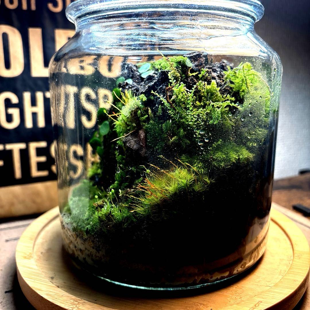 ❣️苔アート❣️洞窟天穴❣️完成品❣️送料込み❣️