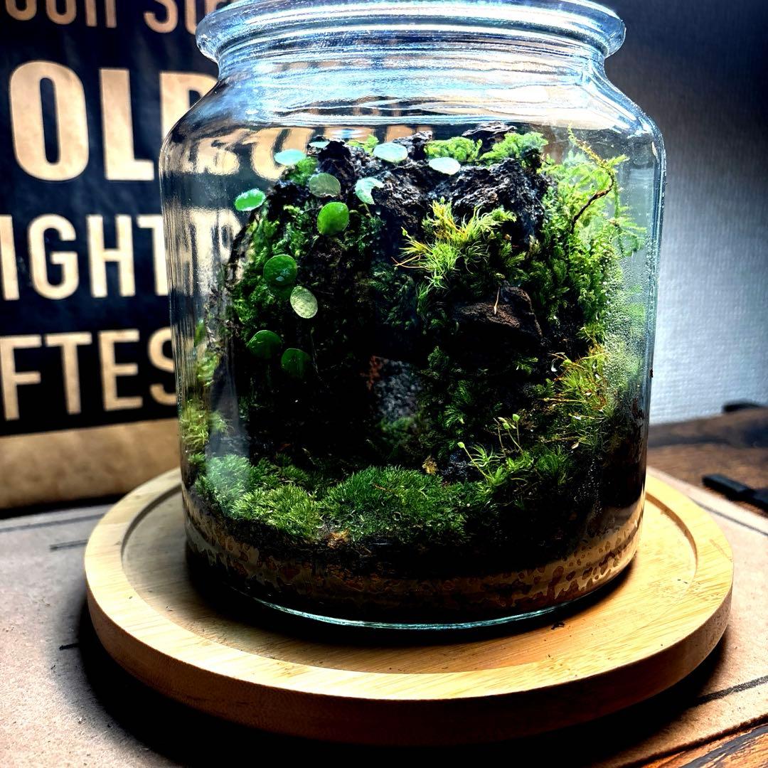 ❣️苔アート❣️洞窟天穴❣️完成品❣️送料込み❣️