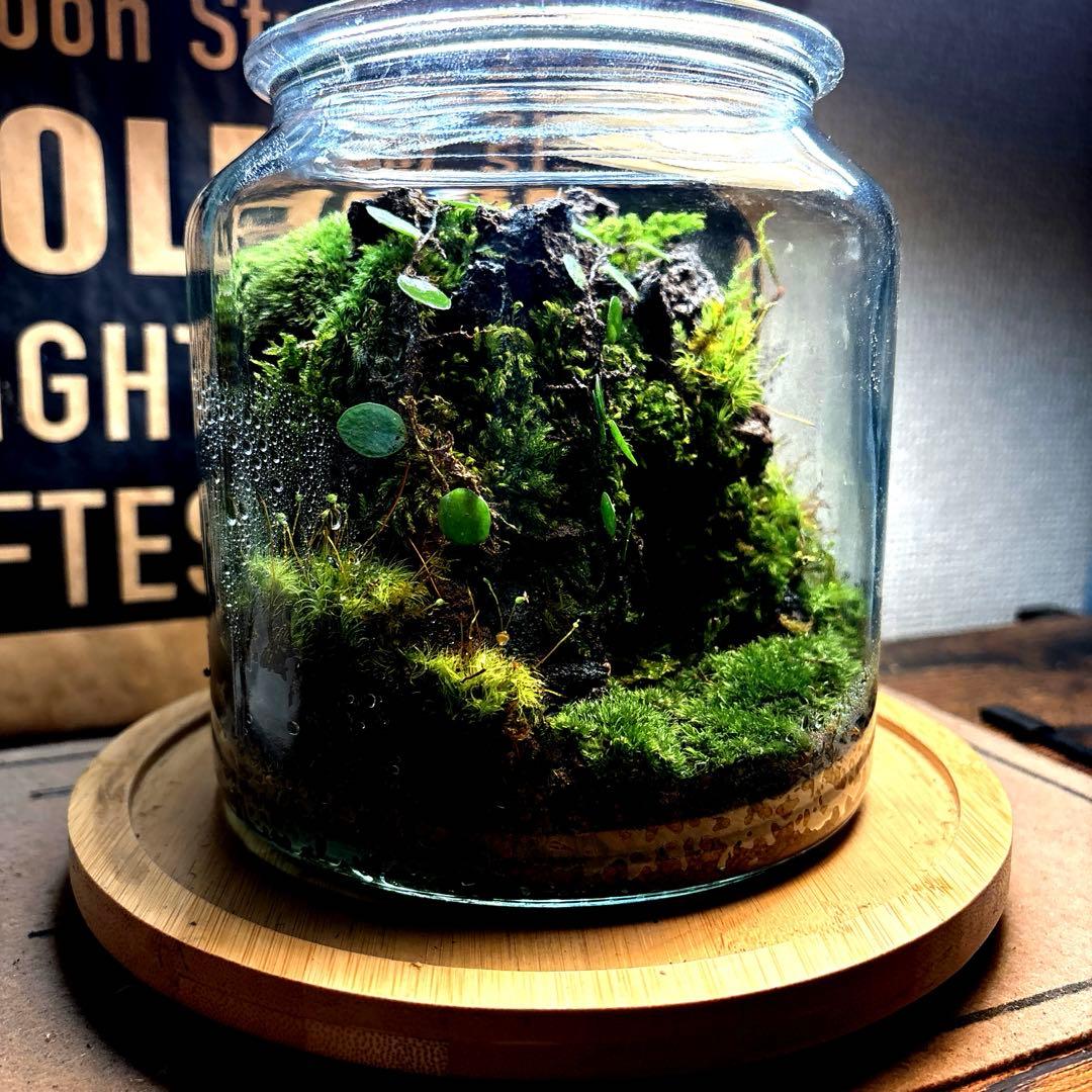 ❣️苔アート❣️洞窟天穴❣️完成品❣️送料込み❣️