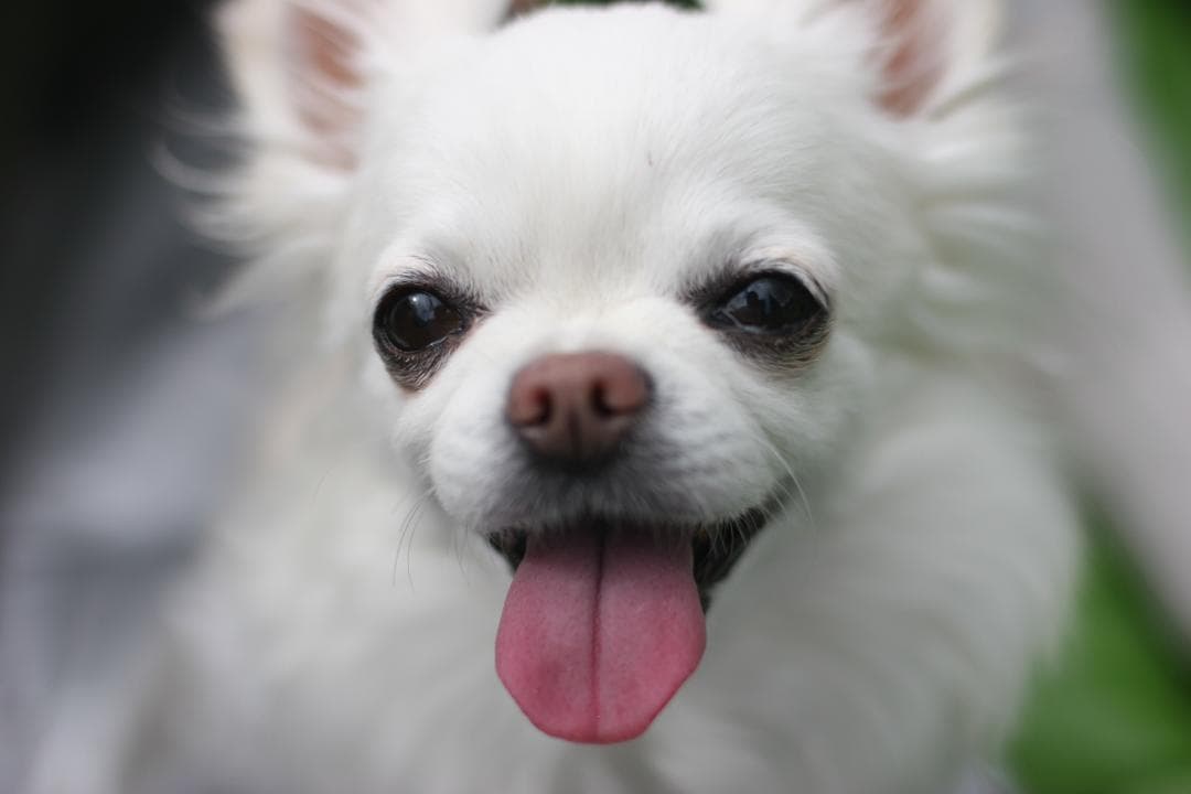 NIKON Ai-S NIKKOR 35mm F1.4 単焦点　（実写画像あり）