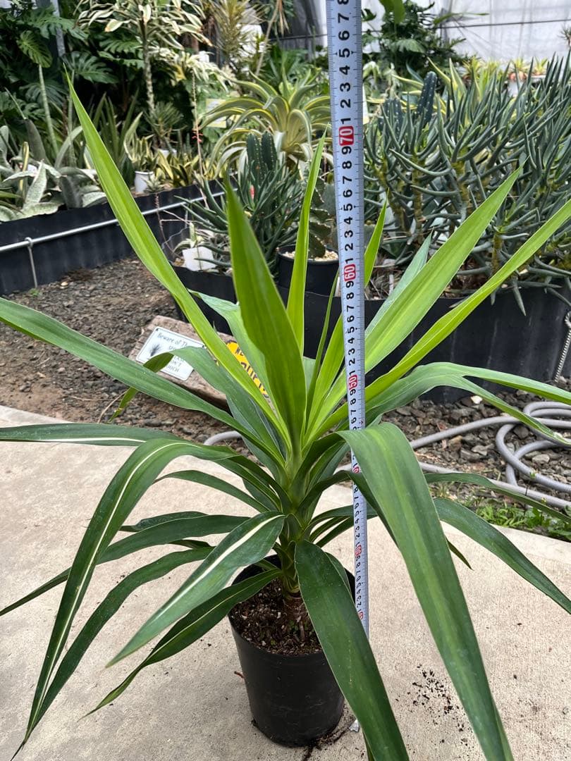 ユッカ　斑入り