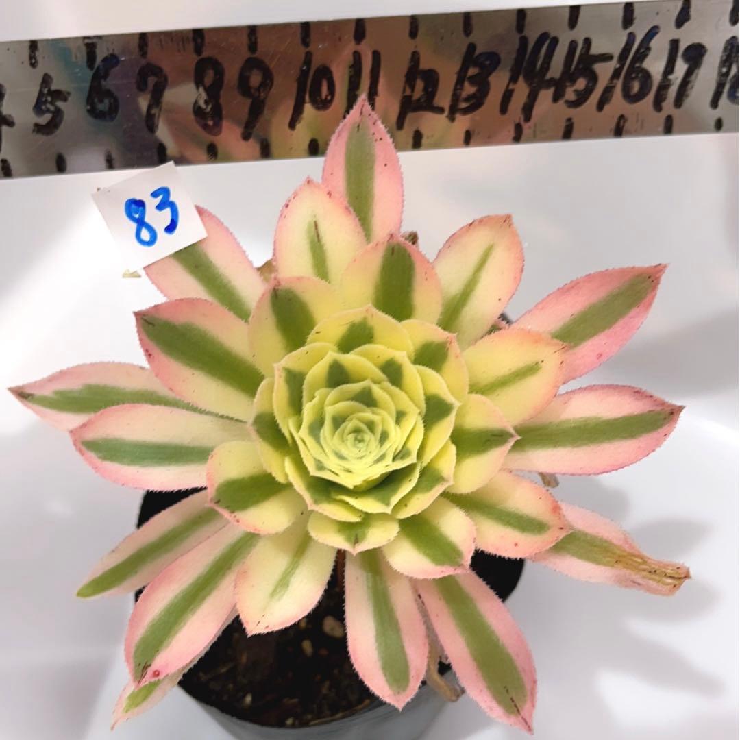 83#多肉植物❤️アエオニウム錦❤️ 緑魅 ❤️1大頭1小頭12cm拔き苗