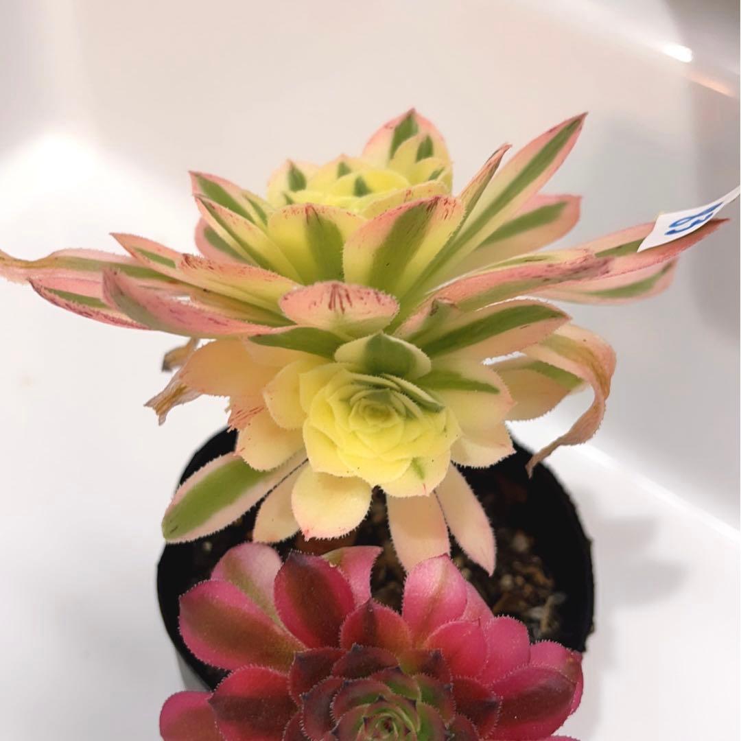 83#多肉植物❤️アエオニウム錦❤️ 緑魅 ❤️1大頭1小頭12cm拔き苗