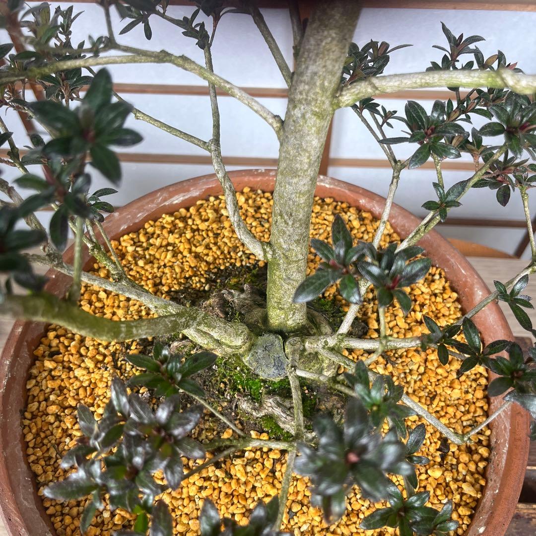 【皐月(さつき)】 \"吾妻鏡(あづまかがみ)\" 盆栽 素材