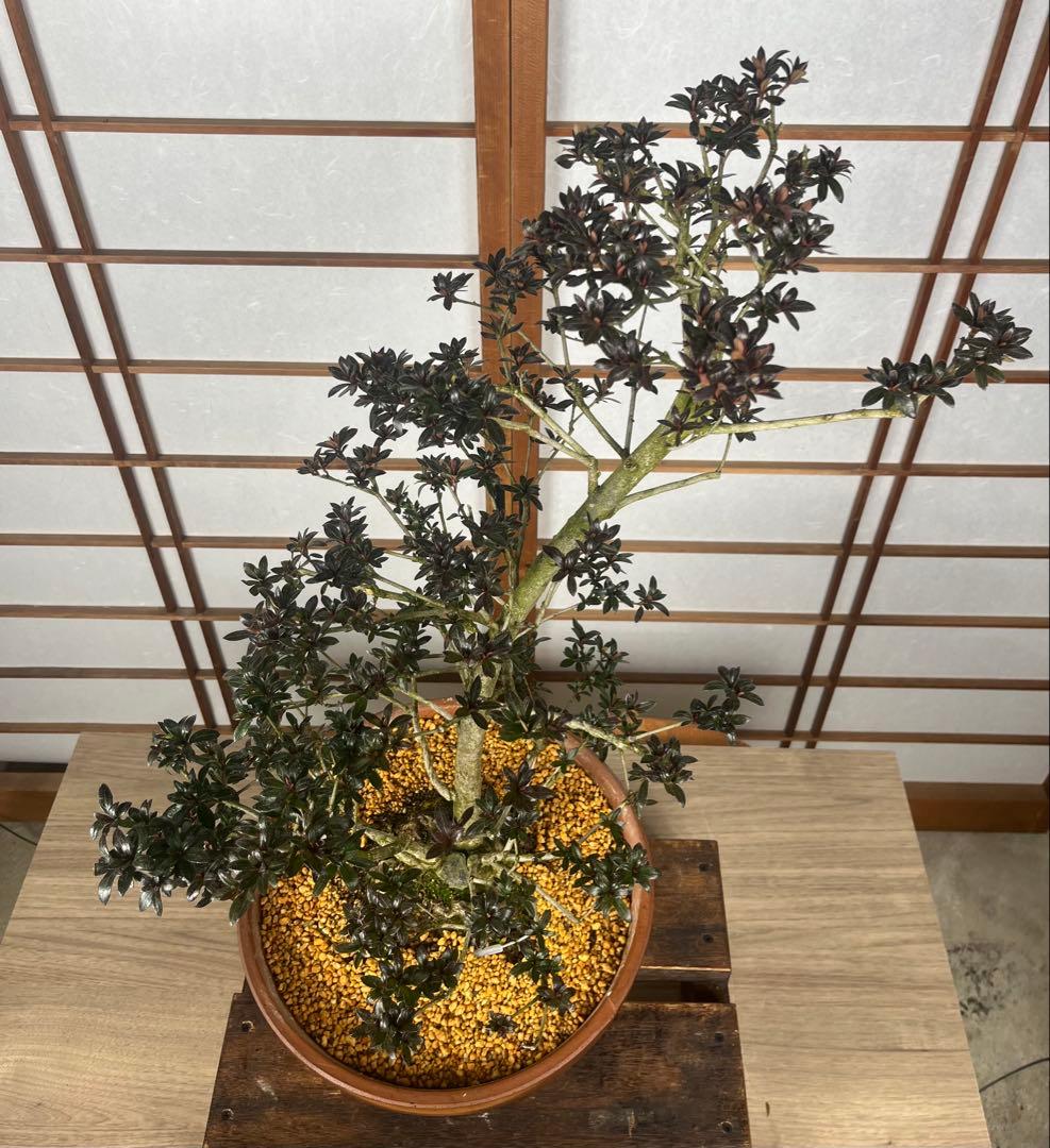 【皐月(さつき)】 \"吾妻鏡(あづまかがみ)\" 盆栽 素材