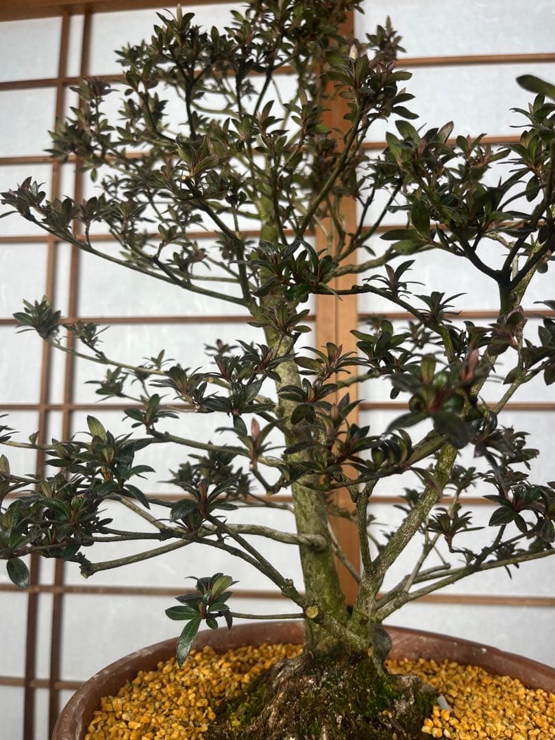 【皐月(さつき)】 \"吾妻鏡(あづまかがみ)\" 盆栽 素材