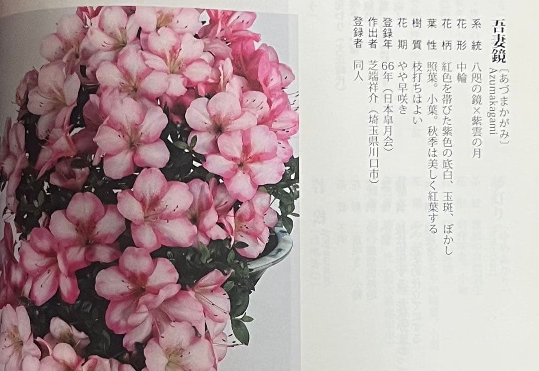 【皐月(さつき)】 \"吾妻鏡(あづまかがみ)\" 盆栽 素材