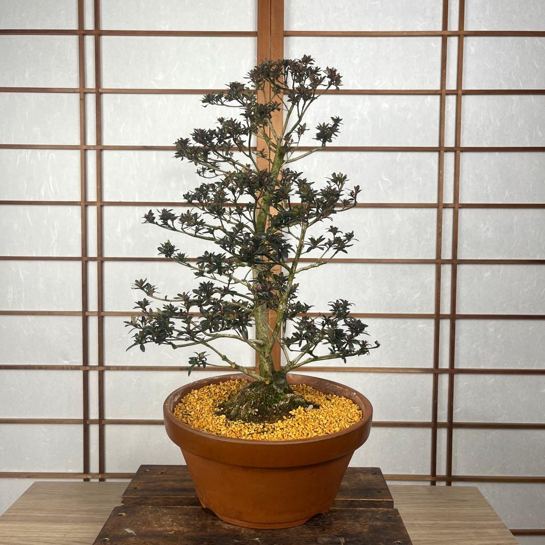 【皐月(さつき)】 \"吾妻鏡(あづまかがみ)\" 盆栽 素材