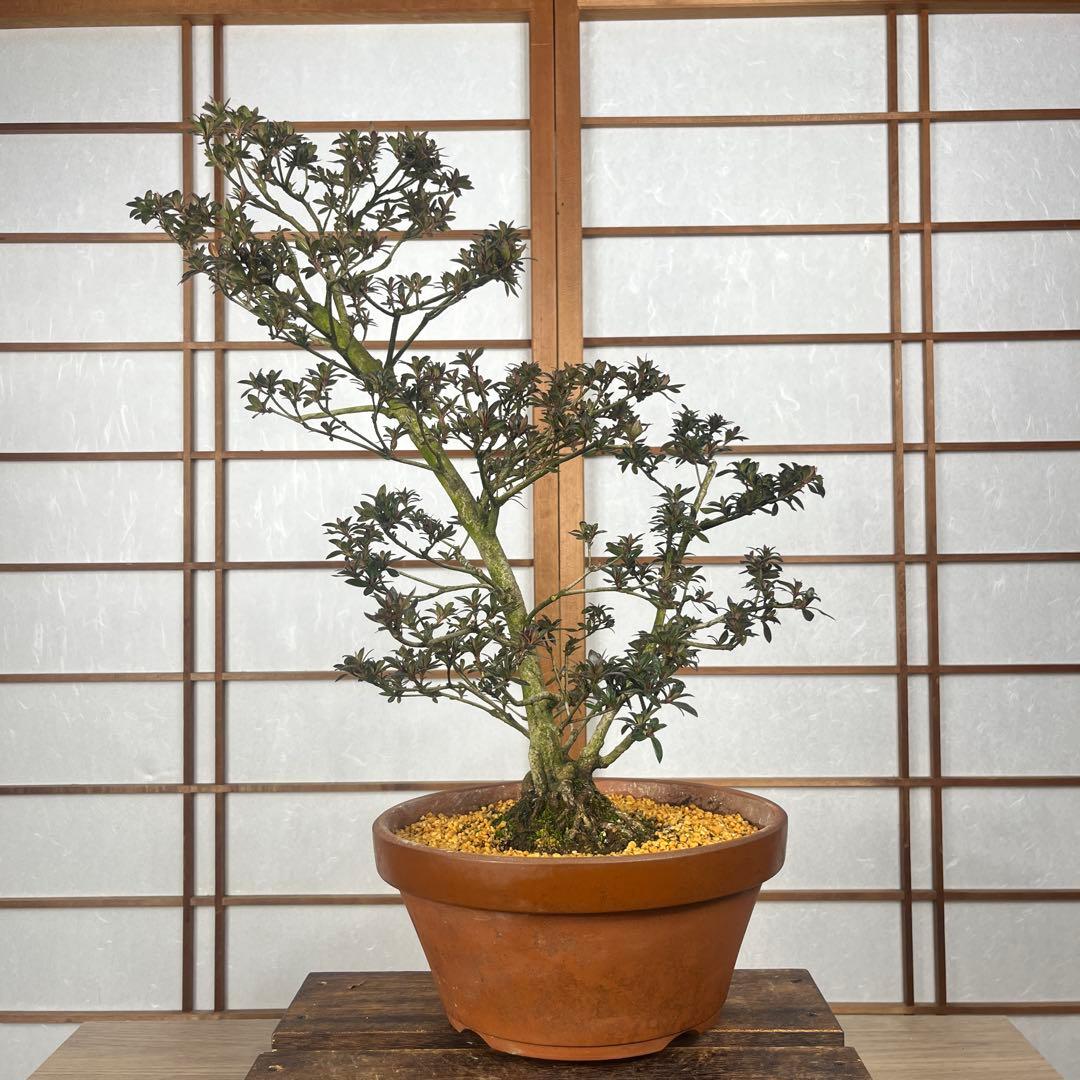 【皐月(さつき)】 \"吾妻鏡(あづまかがみ)\" 盆栽 素材