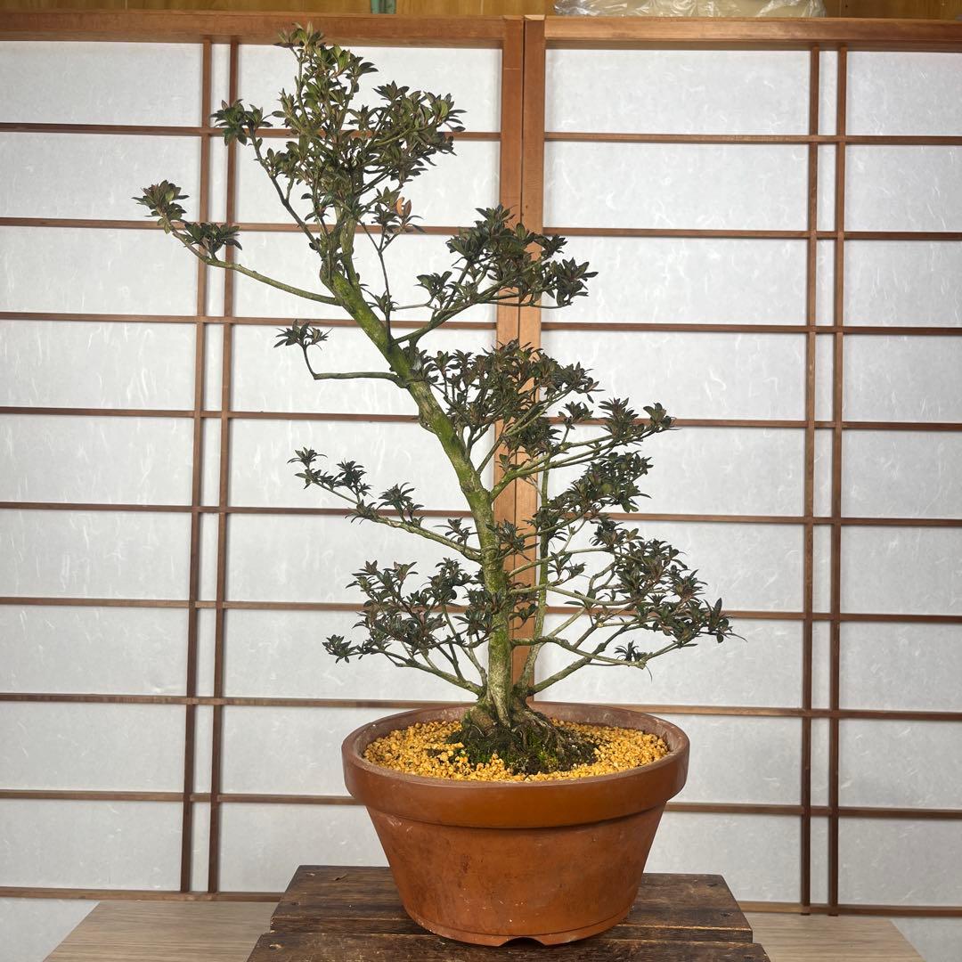 【皐月(さつき)】 \"吾妻鏡(あづまかがみ)\" 盆栽 素材