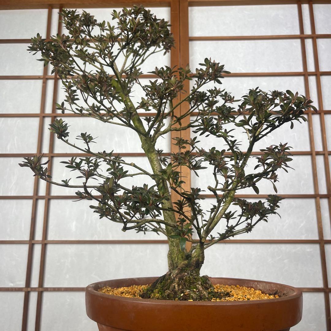 【皐月(さつき)】 \"吾妻鏡(あづまかがみ)\" 盆栽 素材