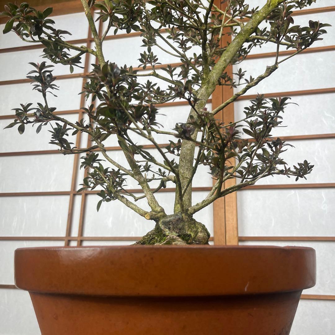 【皐月(さつき)】 \"吾妻鏡(あづまかがみ)\" 盆栽 素材