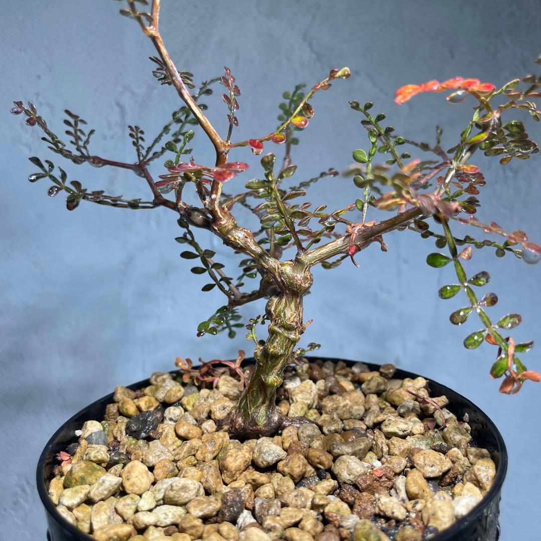 い*t様 【有望株】オペルクリカリア・パキプス65