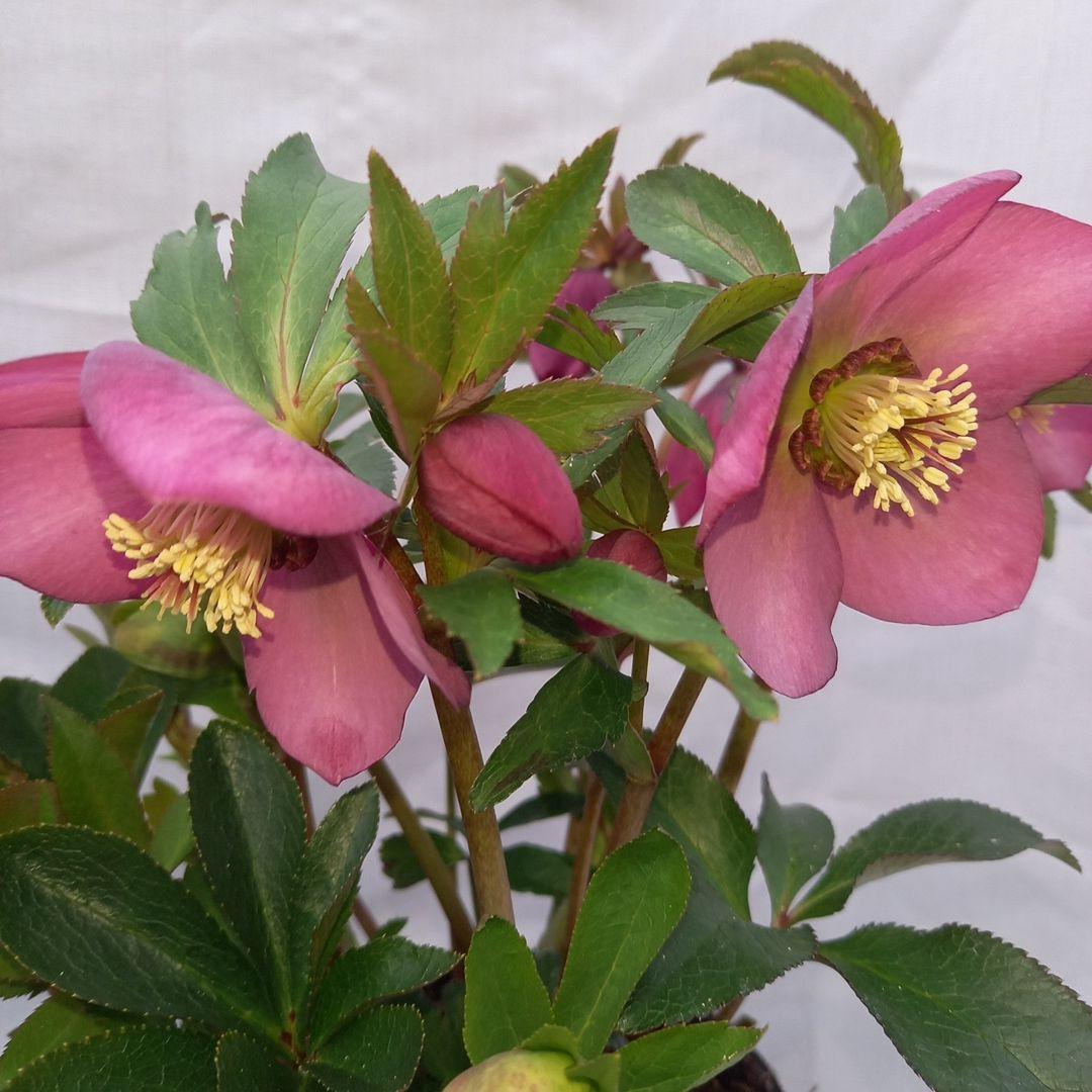 凛と素敵！キレイな花色♪2種植えクリスマスローズ、大苗、開花株