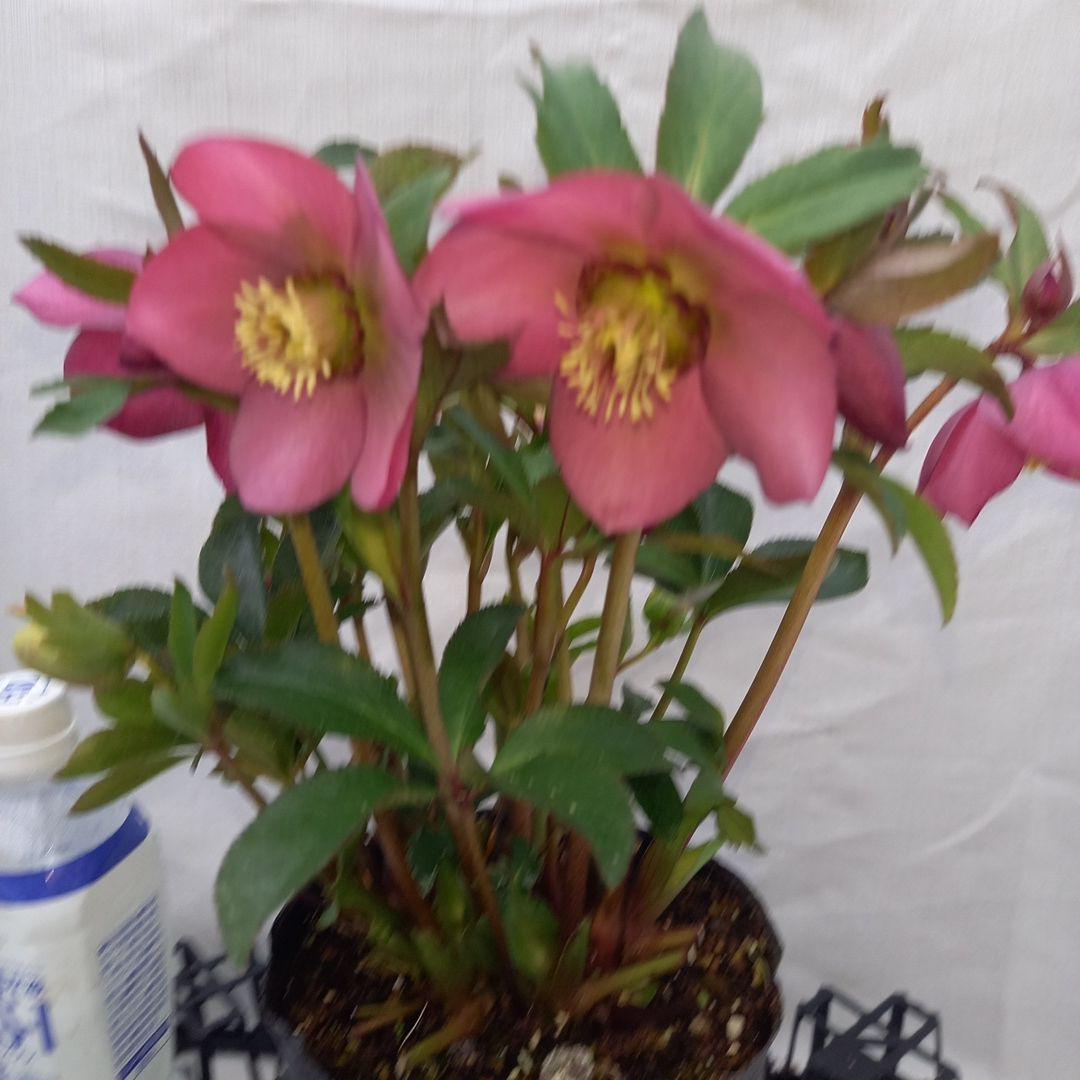 凛と素敵！キレイな花色♪2種植えクリスマスローズ、大苗、開花株