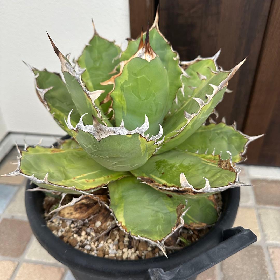 大株！　子株有　チタノタNo.1 アガベ　多肉植物　錦　チタノタナンバーワン