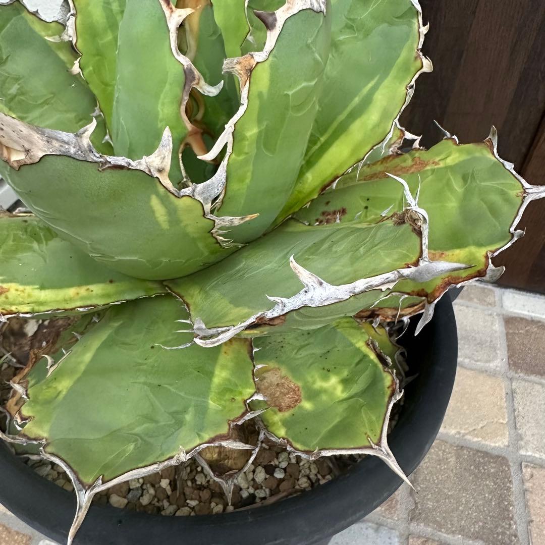 大株！　子株有　チタノタNo.1 アガベ　多肉植物　錦　チタノタナンバーワン