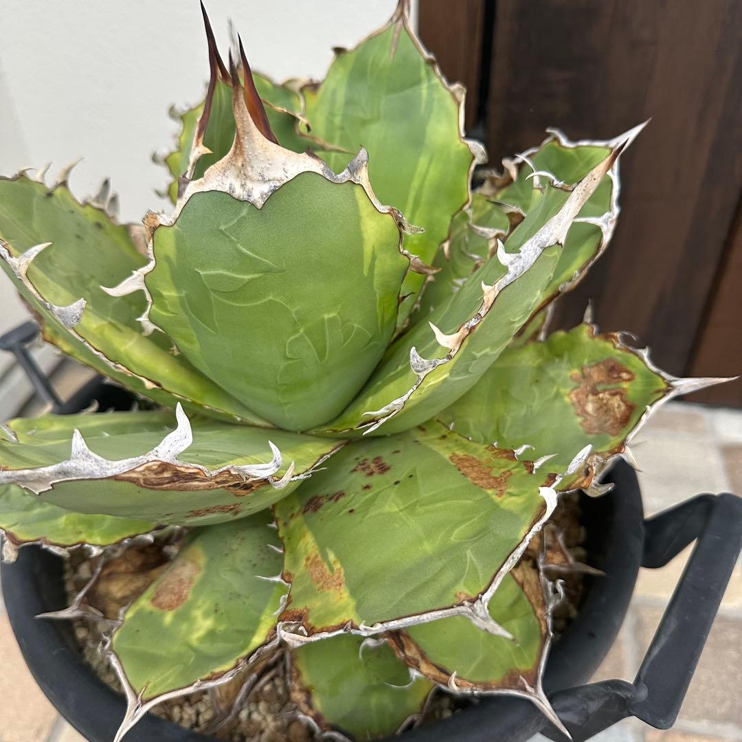 大株！　子株有　チタノタNo.1 アガベ　多肉植物　錦　チタノタナンバーワン
