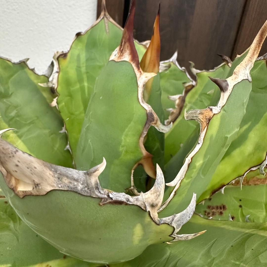 大株！　子株有　チタノタNo.1 アガベ　多肉植物　錦　チタノタナンバーワン