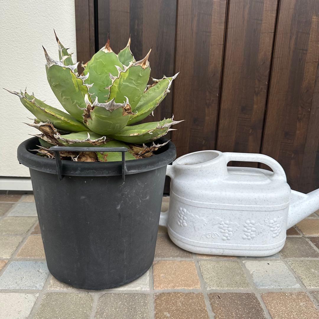 大株！　子株有　チタノタNo.1 アガベ　多肉植物　錦　チタノタナンバーワン