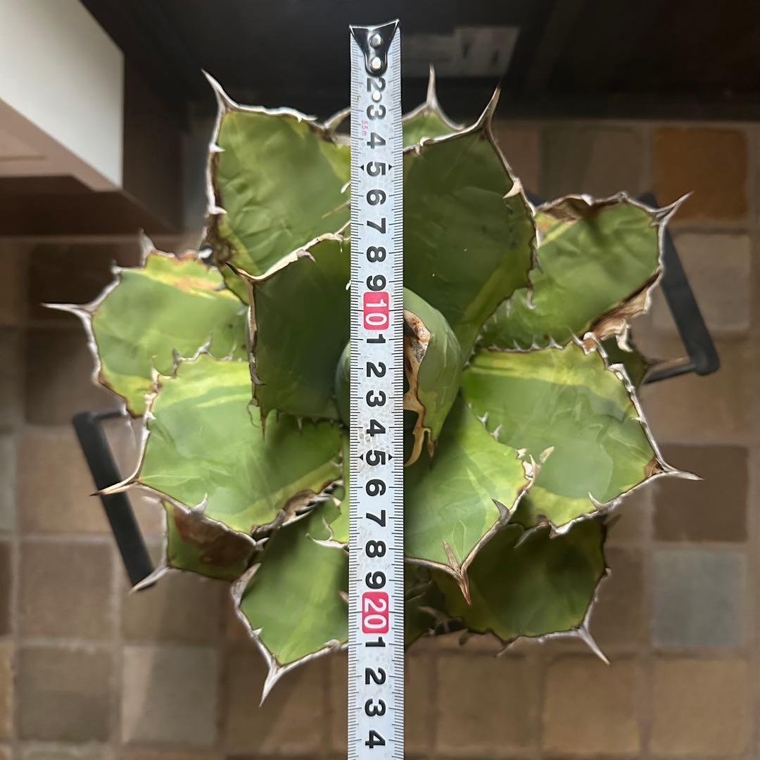 大株！　子株有　チタノタNo.1 アガベ　多肉植物　錦　チタノタナンバーワン