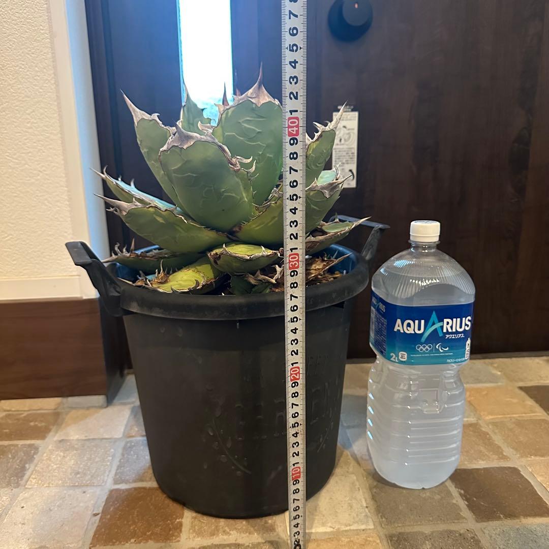 大株！　子株有　チタノタNo.1 アガベ　多肉植物　錦　チタノタナンバーワン