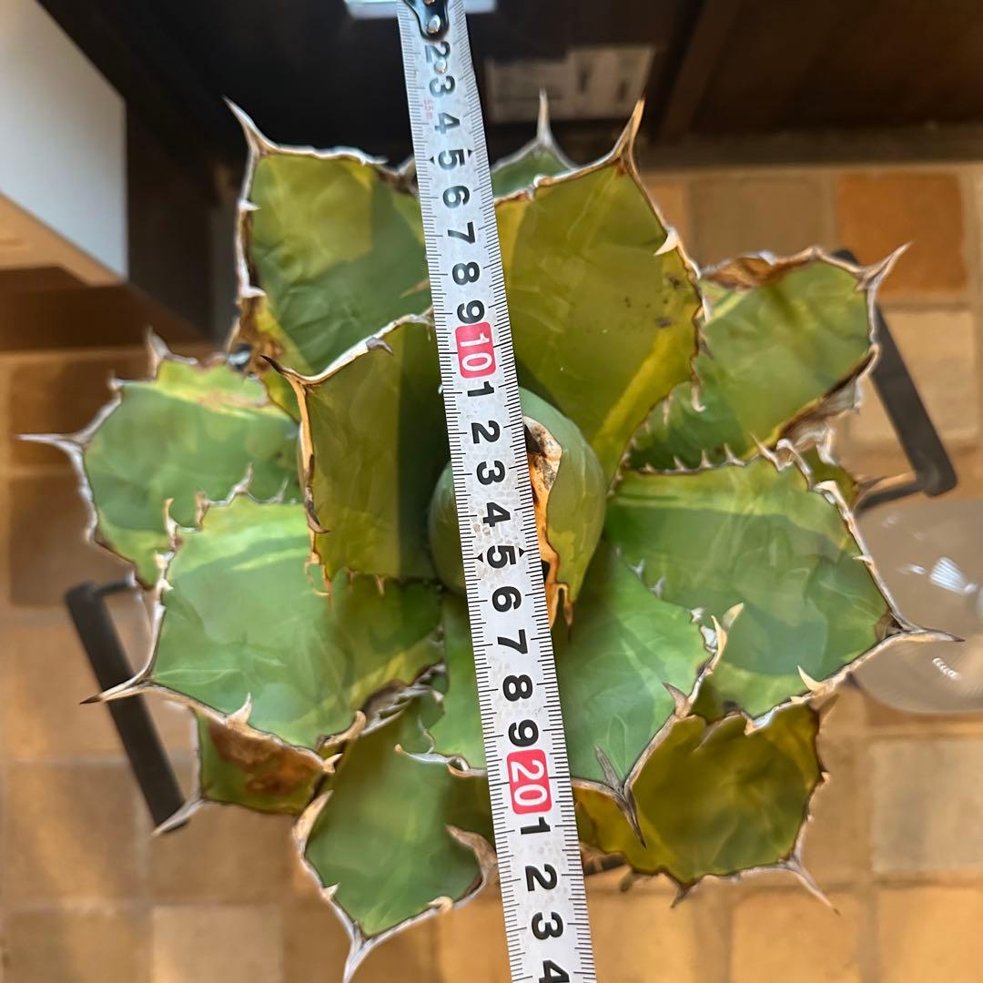 大株！　子株有　チタノタNo.1 アガベ　多肉植物　錦　チタノタナンバーワン