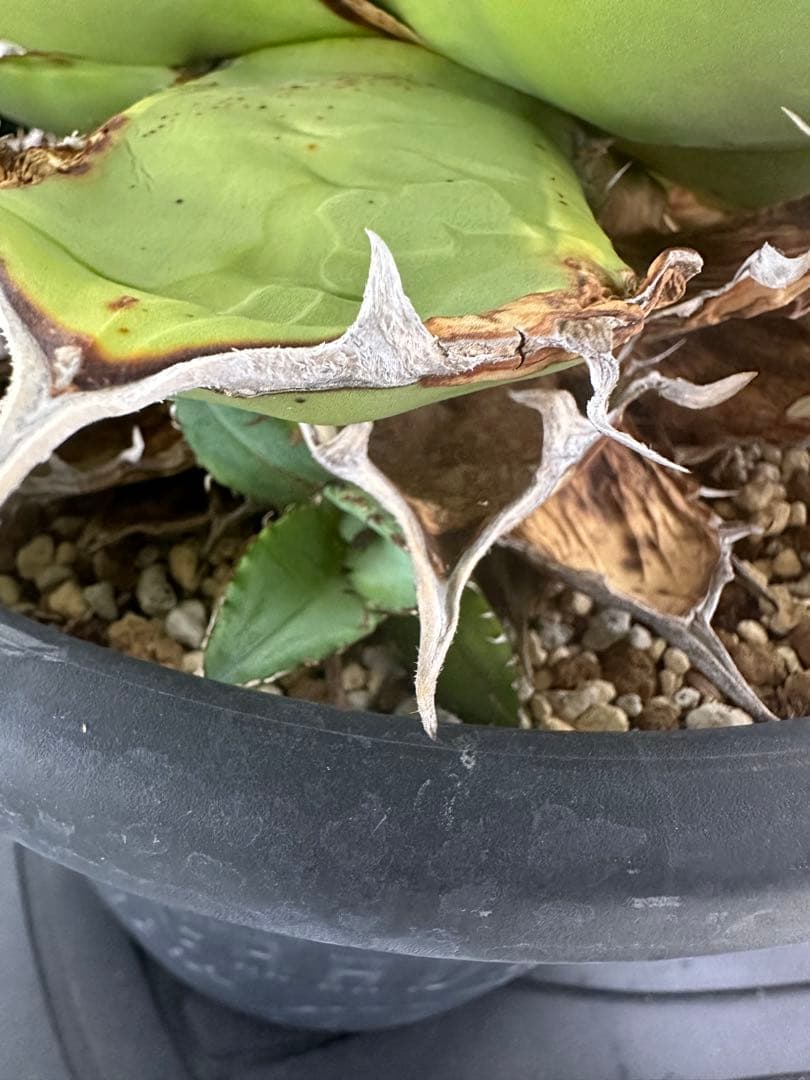 大株！　子株有　チタノタNo.1 アガベ　多肉植物　錦　チタノタナンバーワン