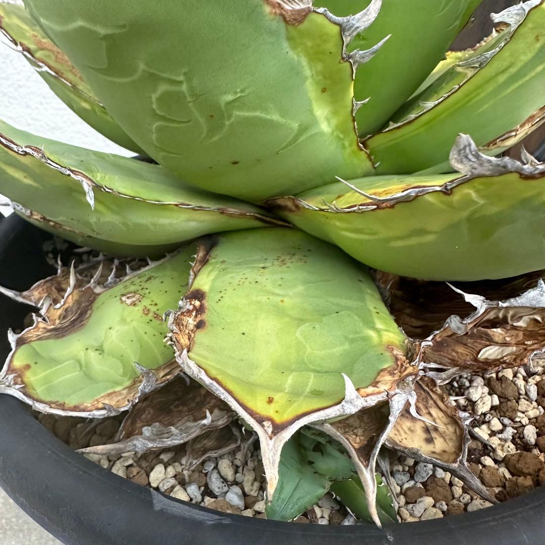 大株！　子株有　チタノタNo.1 アガベ　多肉植物　錦　チタノタナンバーワン