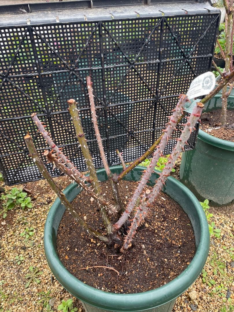 【⚠️むぎぽん様　ご確認用⚠️】ガートルードジェキル】裸苗