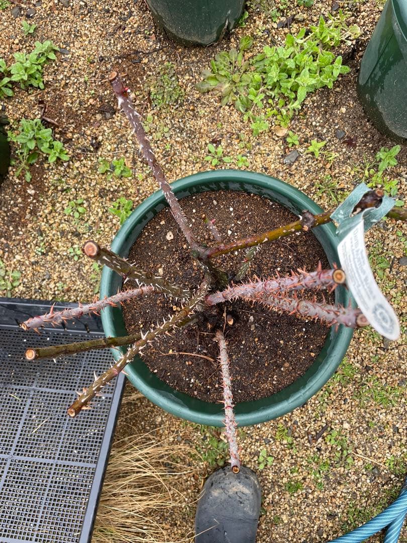 【⚠️むぎぽん様　ご確認用⚠️】ガートルードジェキル】裸苗