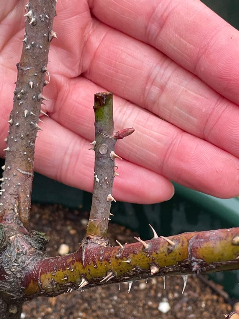 【⚠️むぎぽん様　ご確認用⚠️】ガートルードジェキル】裸苗