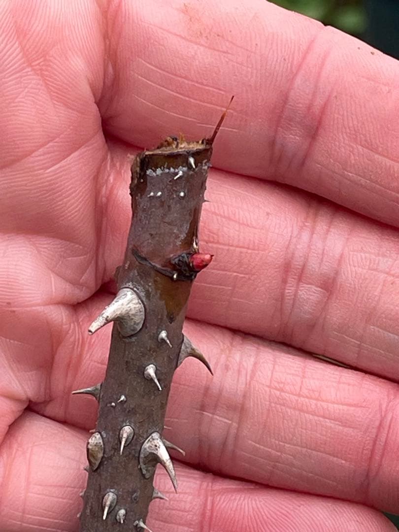 【⚠️むぎぽん様　ご確認用⚠️】ガートルードジェキル】裸苗