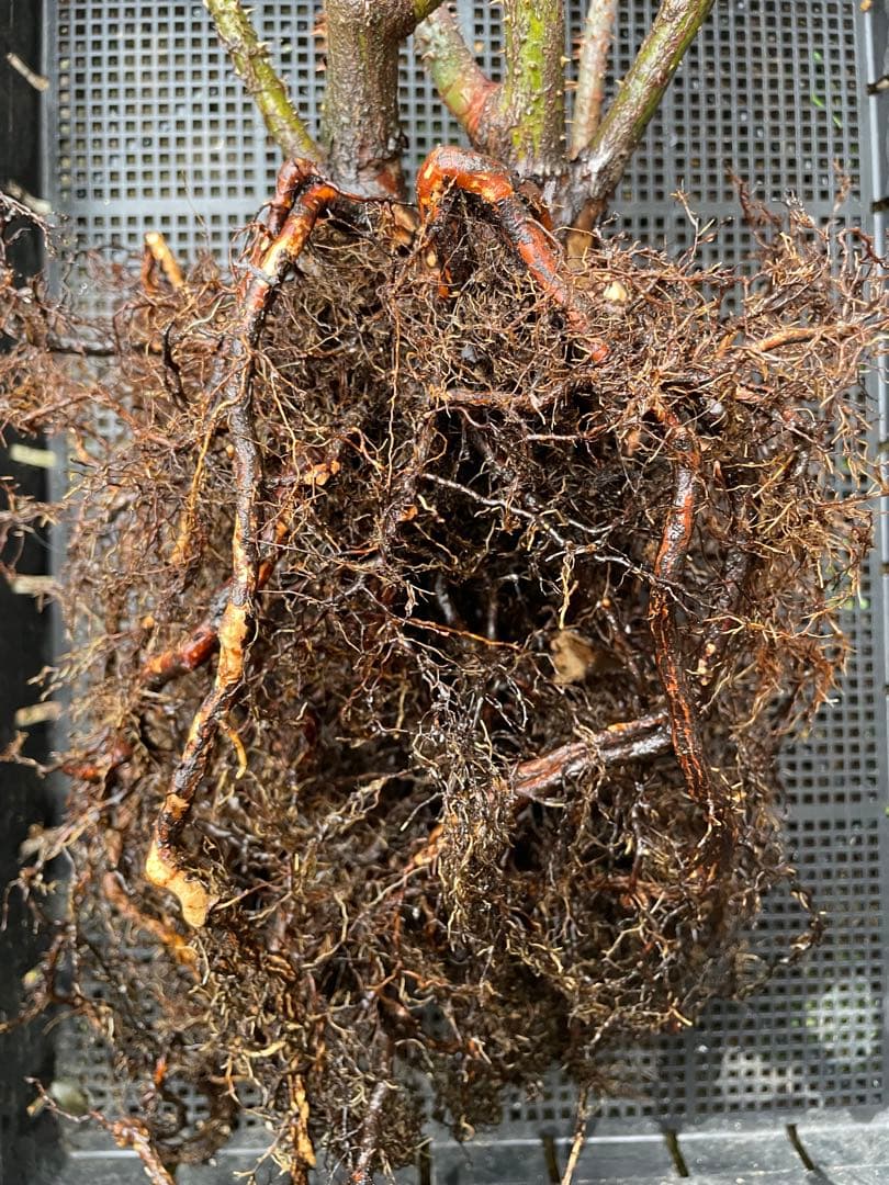 【⚠️むぎぽん様　ご確認用⚠️】ガートルードジェキル】裸苗