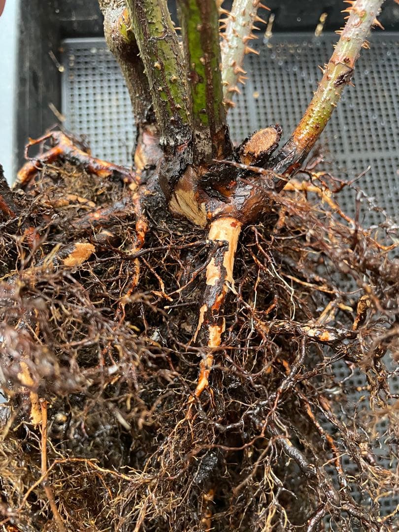 【⚠️むぎぽん様　ご確認用⚠️】ガートルードジェキル】裸苗