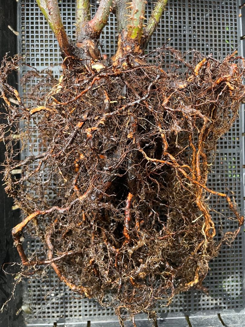 【⚠️むぎぽん様　ご確認用⚠️】ガートルードジェキル】裸苗