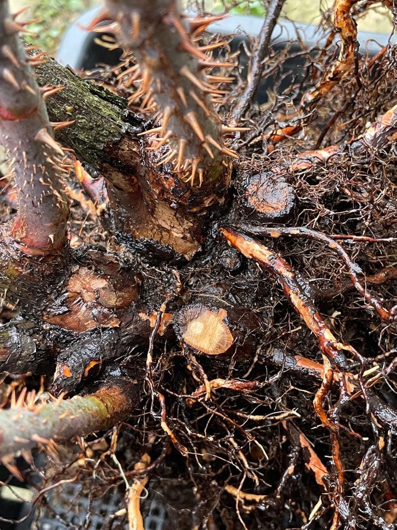 【⚠️むぎぽん様　ご確認用⚠️】ガートルードジェキル】裸苗