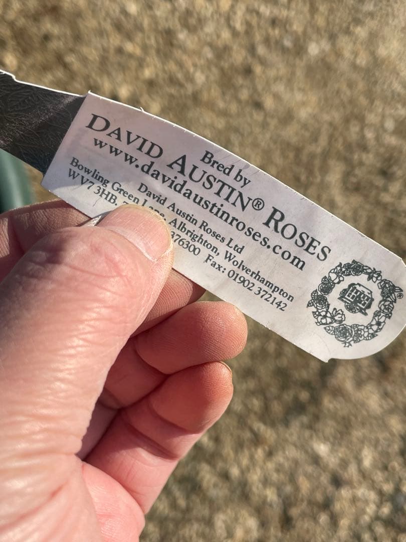 【⚠️むぎぽん様　ご確認用⚠️】ガートルードジェキル】裸苗