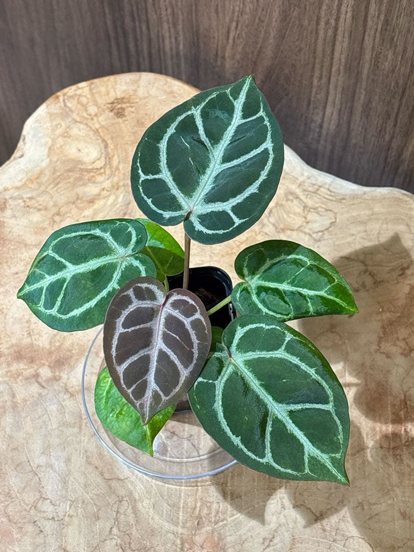 Anthurium Dorayaki Silver × Michelleドラヤキ