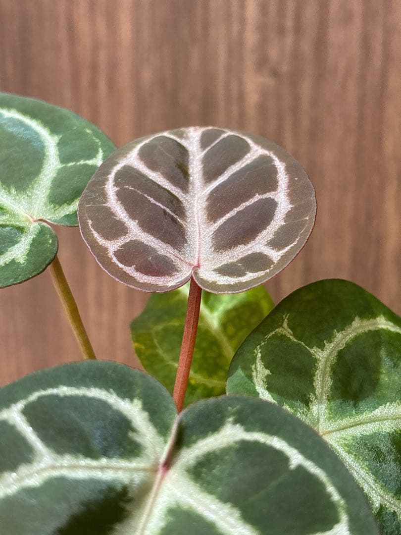 Anthurium Dorayaki Silver × Michelleドラヤキ