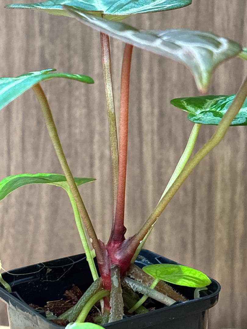 Anthurium Dorayaki Silver × Michelleドラヤキ