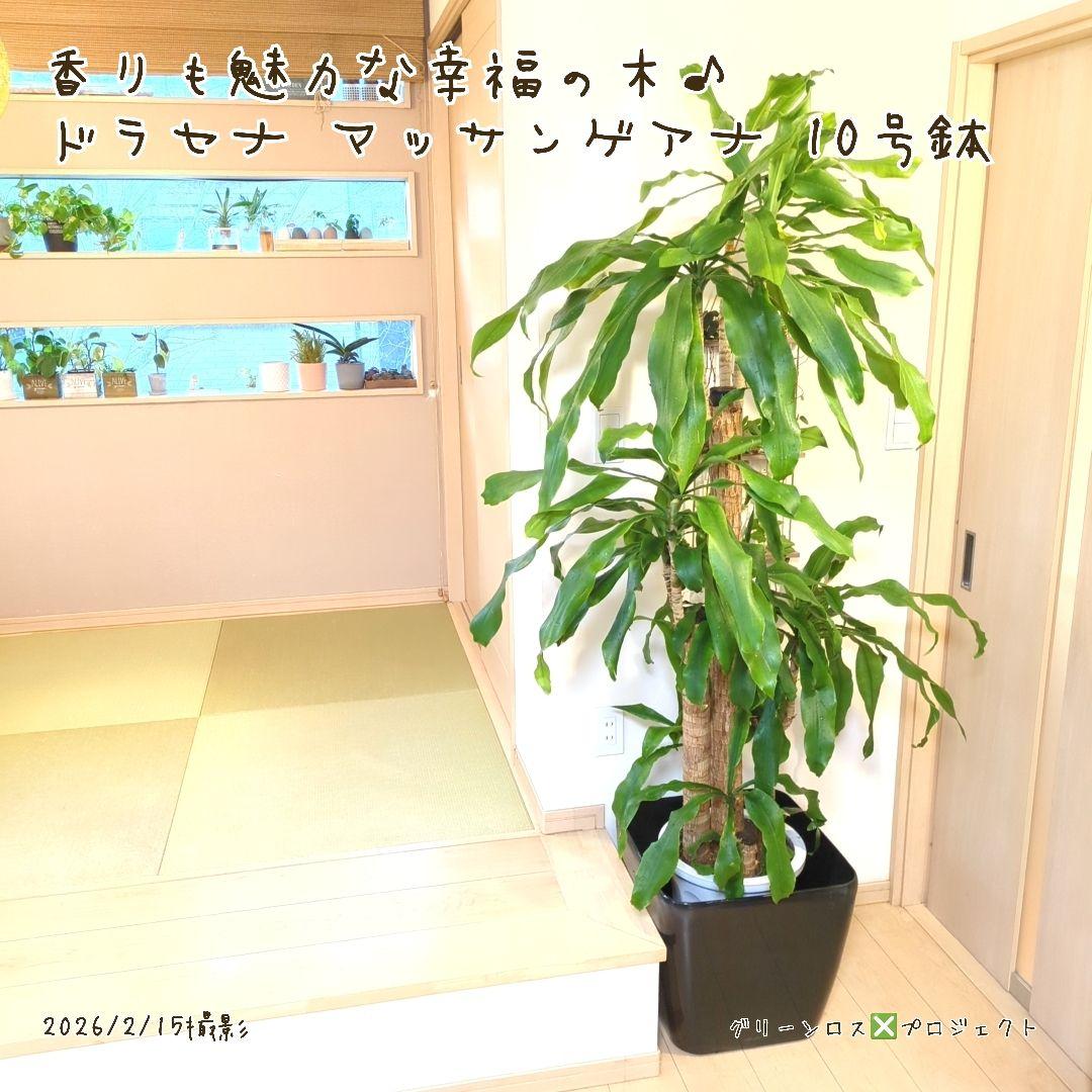 【B級品/大型観葉植物】香りも魅力な幸福の木♪ドラセナマッサンゲアナ 10号鉢②