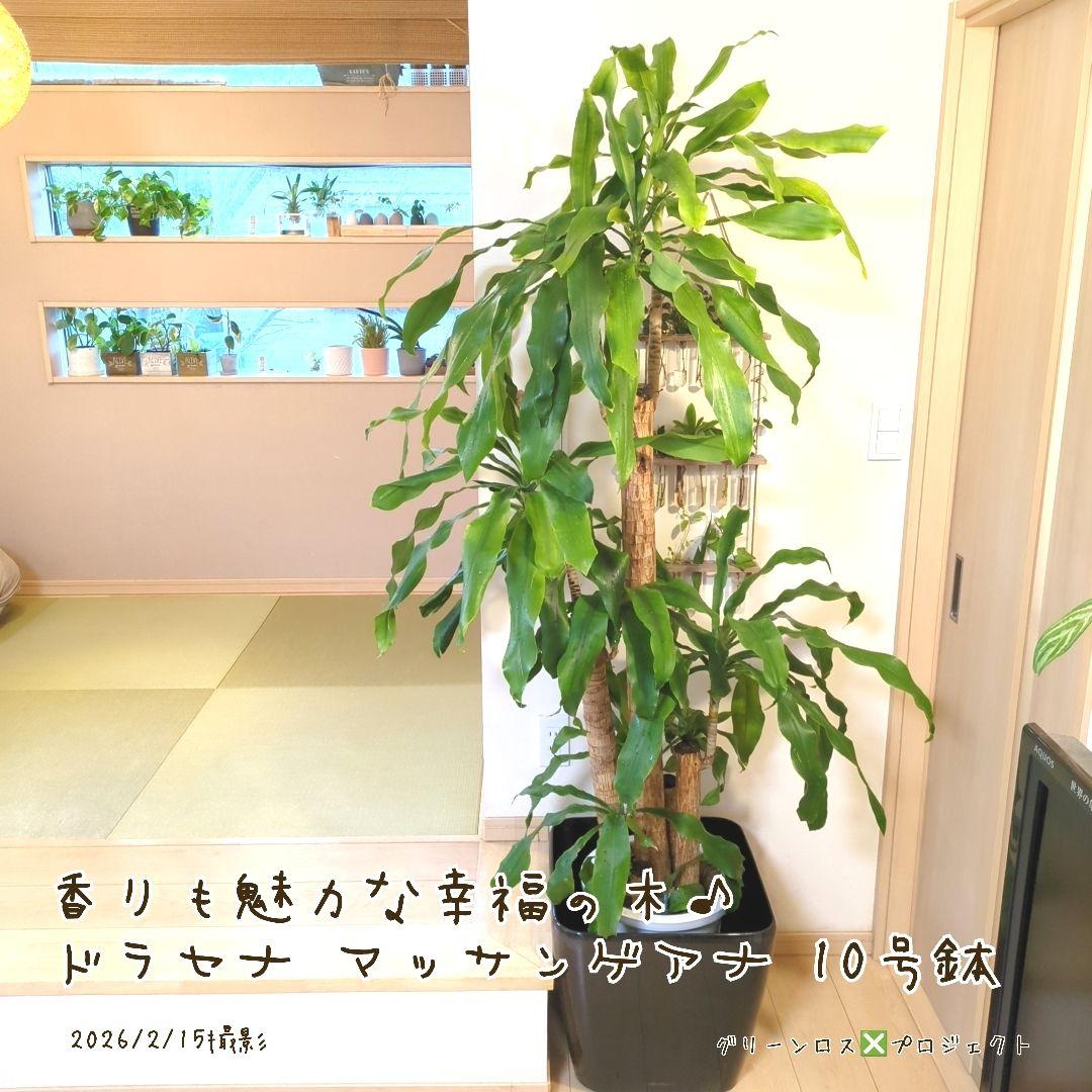 【B級品/大型観葉植物】香りも魅力な幸福の木♪ドラセナマッサンゲアナ 10号鉢②