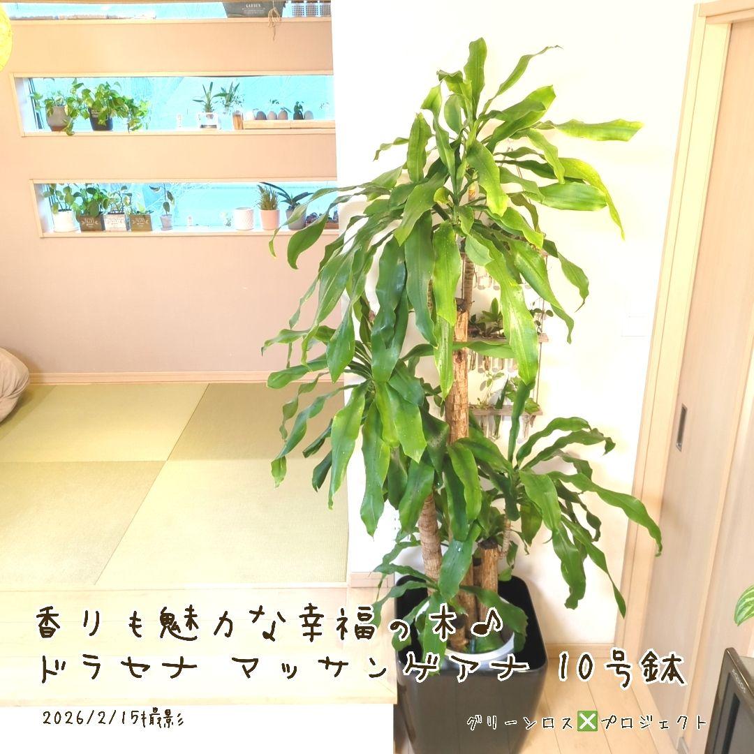 【B級品/大型観葉植物】香りも魅力な幸福の木♪ドラセナマッサンゲアナ 10号鉢②