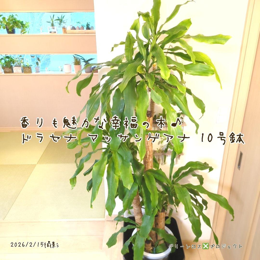 【B級品/大型観葉植物】香りも魅力な幸福の木♪ドラセナマッサンゲアナ 10号鉢②