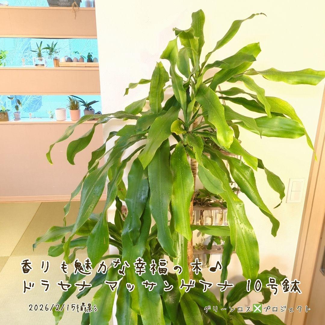 【B級品/大型観葉植物】香りも魅力な幸福の木♪ドラセナマッサンゲアナ 10号鉢②