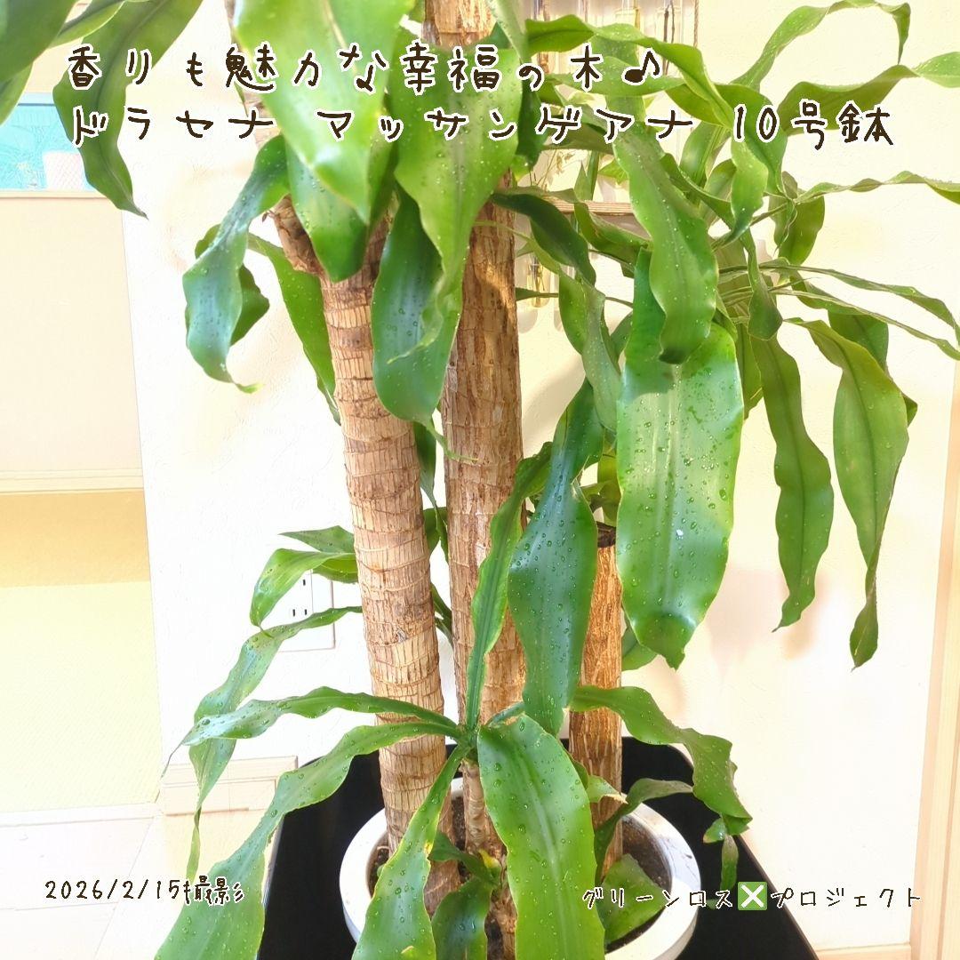 【B級品/大型観葉植物】香りも魅力な幸福の木♪ドラセナマッサンゲアナ 10号鉢②