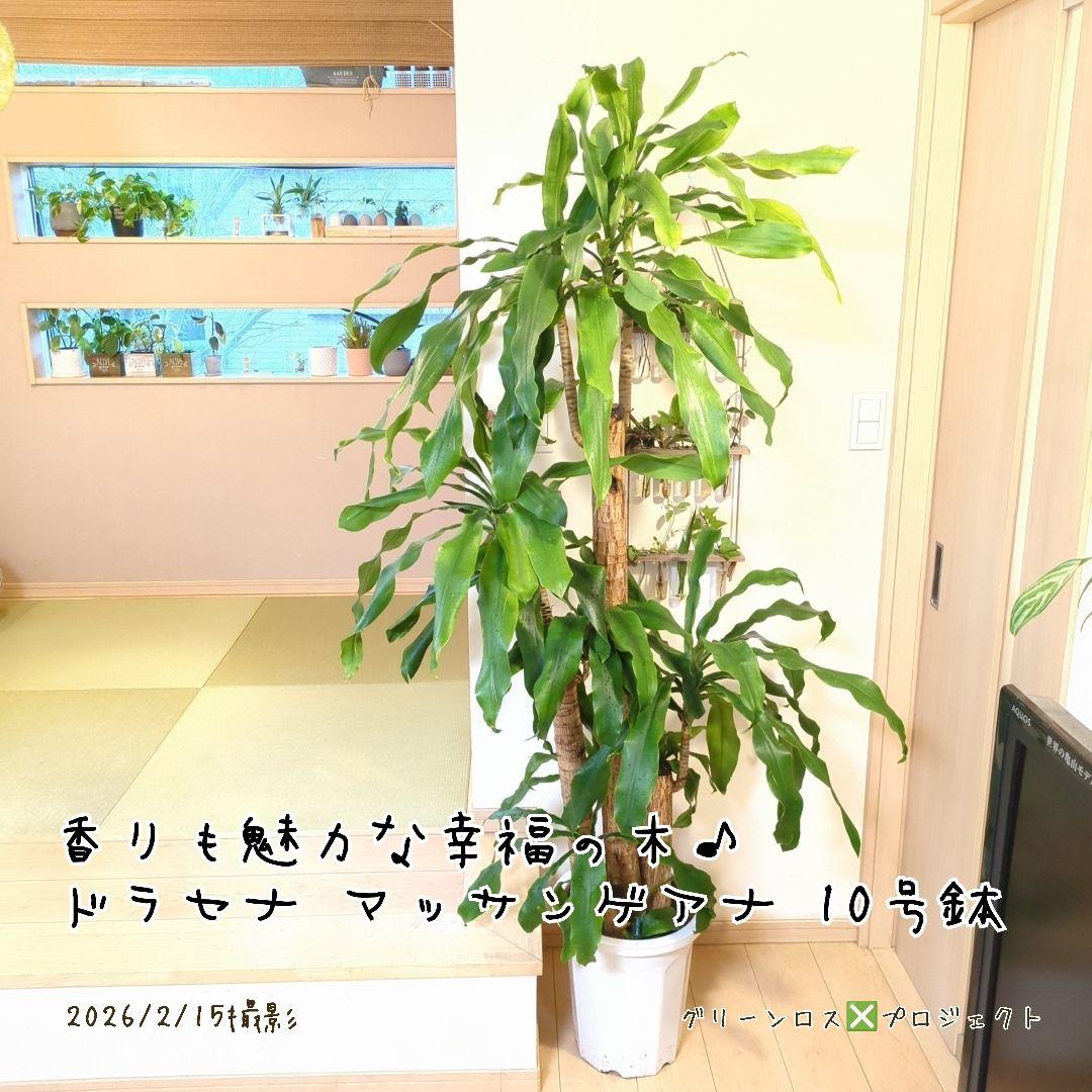 【B級品/大型観葉植物】香りも魅力な幸福の木♪ドラセナマッサンゲアナ 10号鉢②