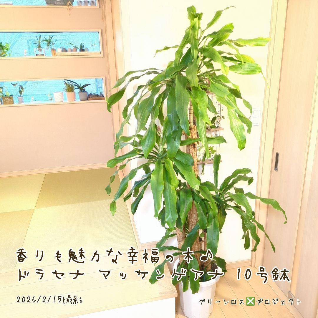 【B級品/大型観葉植物】香りも魅力な幸福の木♪ドラセナマッサンゲアナ 10号鉢②